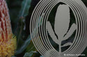 Artwerx Metal Spinners - Banksia
