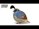 Eugy Quail